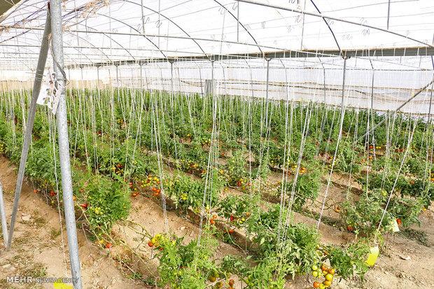 جزئیات پروژه‌های توسعه کشاورزی گلخانه‌ای در ایران