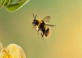 راه حل جدید محققان برای بحران زنبورهای عسل/پرورش نسل مقاوم در برابر بیماری و آفت
