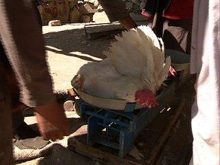 افزایش 40 درصدی قیمت مرغ  در زاهدان