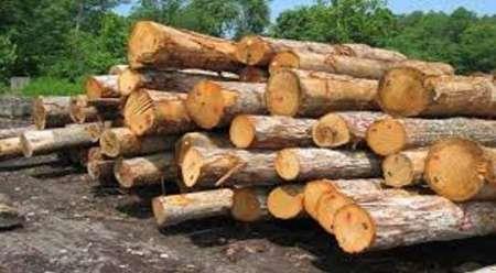 دولت برای توسعه زراعت چوب تسهیلات اعطا می کند