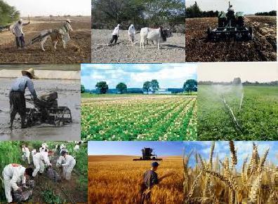 کشاورزی امکان اشتغالزایی برای  30 درصد از جمعیت کشور را دارد