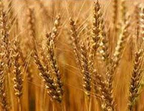 افزایش 25 درصدی خرید گندم از کشاورزان