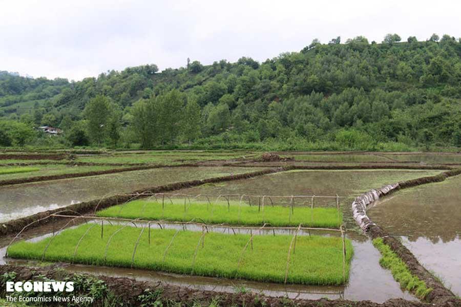 مزارع برنج و چای شهر رانکوه
