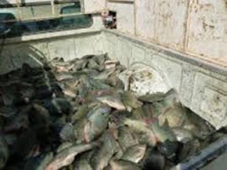 مدیر شیلات استان : سرانه مصرف ماهی در یزد افزایش یافت