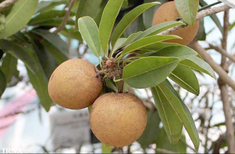 برداشت میوه گرمسیری چیکو در سیستان و بلوچستان آغاز شد