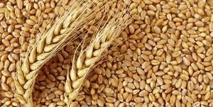 قیمت جهانی گندم بازهم افزایش یافت