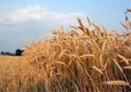 قیمت خرید تضمینی محصولات کشاورزی سال آینده در اصفهان اعلام شد