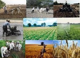 انتقادات صریح عضو شورای مرکزی خانه کشاورز از دولت/-برخی محصولات کشاورزی را رایگان هم نمی خرند!