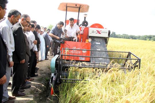 برداشت مکانیزه برنج زودرس طارم محلی مازندران آغاز شد