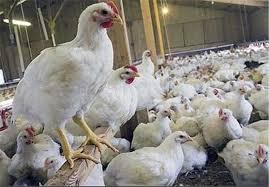 رئیس انجمن پرورش‌دهندگان مرغ گوشتی عنوان کرد:/-مرغ کیلویی ۸ هزار تومان گران نیست