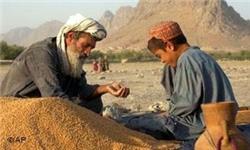 تولید گندم در افغانستان نسبت به سال گذشته 5 درصد کاهش یافته است