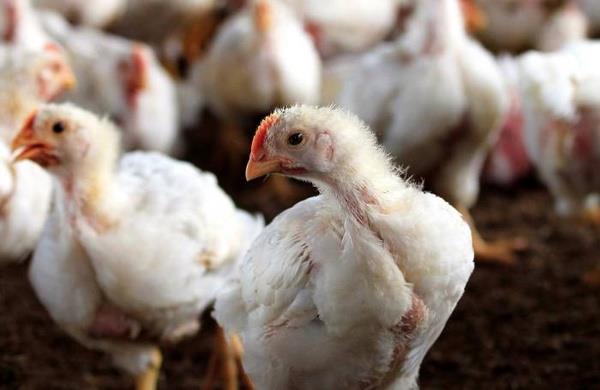 قیمت مرغ در تاسوعا و عاشورا تغییر نخواهد کرد/ افزایش عرضه در برابر تقاضا قیمت مرغ را کاهش داد