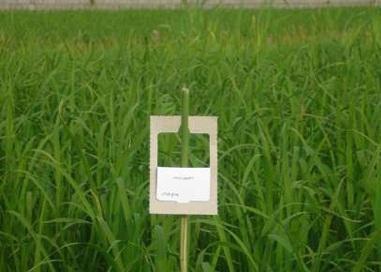 اجرای طرح کنترل بیولوژیک کرم ساقه خوار برنج در فومن