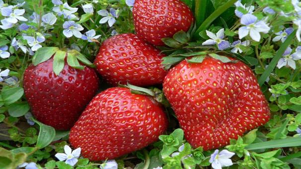 تولید سالانه 56 هزار تن محصول توت فرنگی در ایران