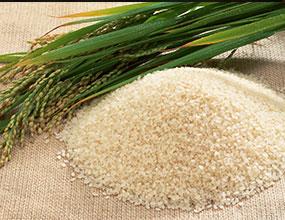 مقصر کشت برنج درمناطق غیرشمالی کیست؟