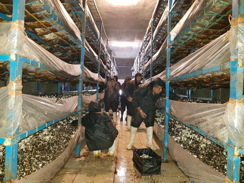 مجتمع بزرگ تولید قارچ ارگانیک جنوب کشور در کرمان افتتاح شد