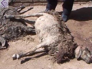 خسارت سیل به  42 رأس گوسفند در قائن