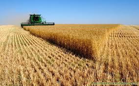 مجری طرح گندم خبر داد/-خوداتکایی ۹۰ درصدی در تولید گندم/ تولید ۱۲ میلیون تن گندم در سال زراعی جاری