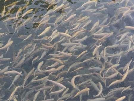 350 هزار قطعه بچه ماهی در دریاچه زیوارمریوان رها سازی شد
