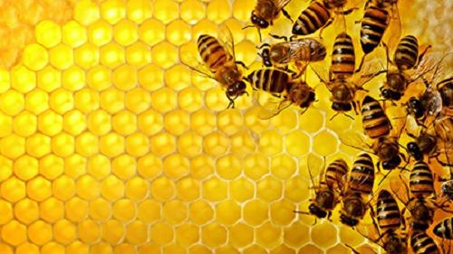 تولید 48 درصد عسل آذربایجان غربی در خوی