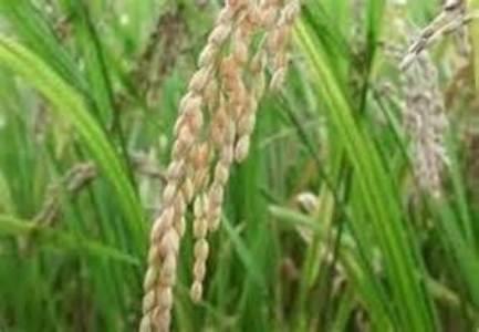 تولید 12 هزار تن برنج در میانه