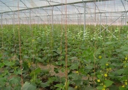 مجتمع گلخانه ای شرکت شهرکهای کشاورزی استان بوشهر افتتاح شد