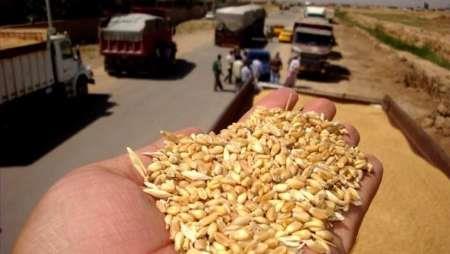 صادرات امسال گندم به عمان با ارسال محموله 35هزار تنی کلید خورد
