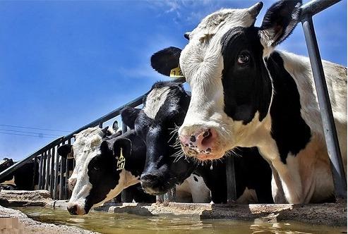 پیشرفت فیزیکی 90 درصدی احداث گاوداری شیری فری استال در سلماس
