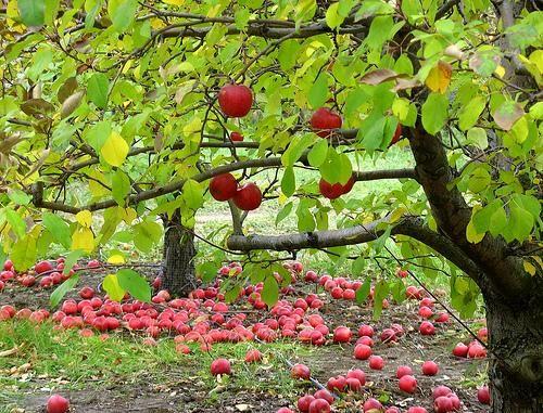 نرم‌افزار تخصصی تغذیه محصولات باغبانی طراحی گردید/ مانع بهداشتی صادرات سیب قرمز اعلام شد