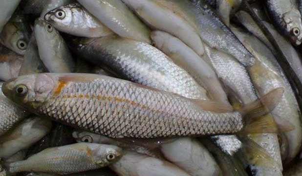 مصرف سرانه ماهی ۱۰ کیلوگرم کمتر از میانگین جهانی
