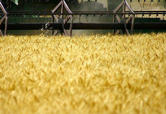 پیش‌بینی خرید بیش از 100 هزار تن گندم در سقز