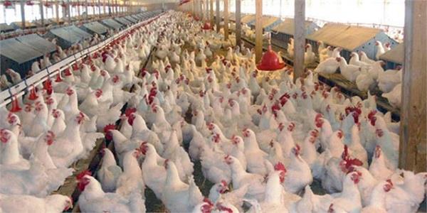 رئیس صنعت، معدن و تجارت کهگیلویه:دلیل گرانی مرغ بی توجهی به جوجه ریزی است