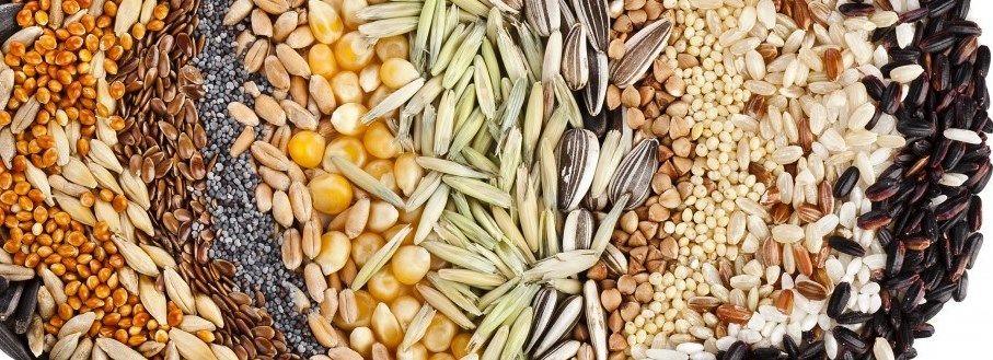 خرید 142 هزار تن انواع دانه روغنی از کشاورزان/ موجودی کالاهای اساسی کشور مطلوب است