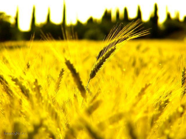 انتشار ۲۶۵۰ میلیارد تومان اوراق سلف گندم در بورس کالای ایران