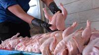 بورس کالا به ساماندهی عرضه و قیمت مرغ کمک می کند
