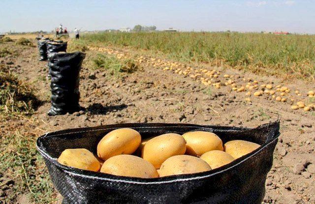 رونق به بازار سیب‌زمینی بازگشت/ یارانه صادراتی 100 هزار تن سیب‌زمینی را از امحا نجات داد