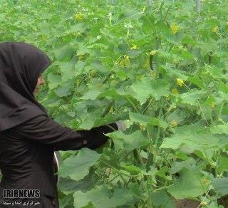 افتتاح 6 طرح کشاورزی در آذربایجان شرقی