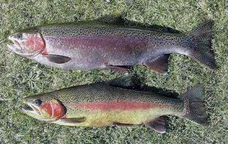 کیفیت ماهی قزل آلای رنگین کمان با بهبود ژنتیکی ارتقا می یابد
