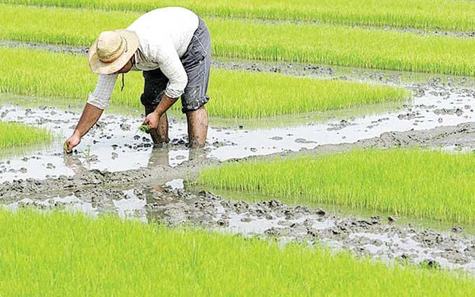 شالیکاران فارس برای کشت برنج باید شرایطی را رعایت کنند