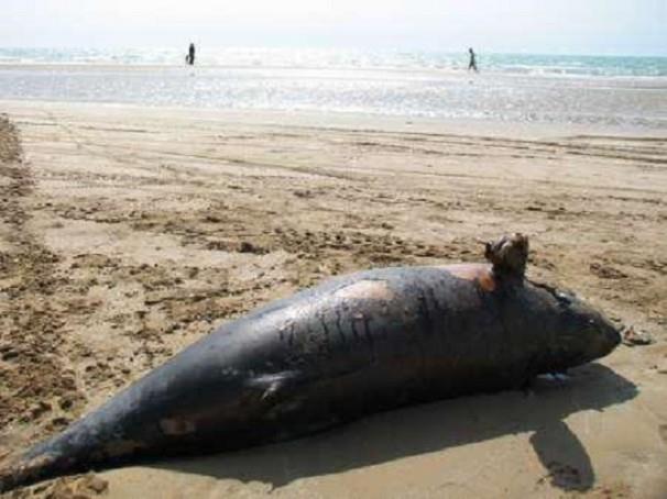 لاشه دلفین  به گل نشسته  در ساحل گناوه