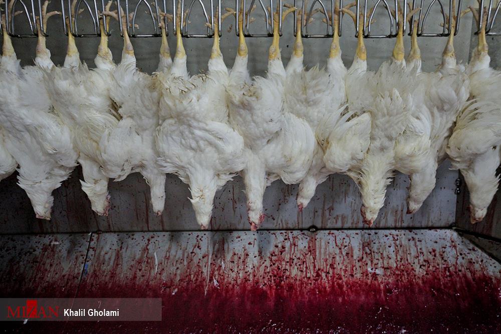 راه‌های انتقال آنفلوانزای مرغی/ ابتلا به بیماری با مصرف تخم مرغ‌های آلوده