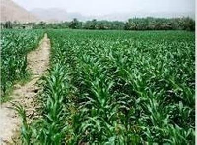 400 هکتار از اراضی کشاورزی دره شهر به کشت دانه روغنی کنجد اختصاص یافت