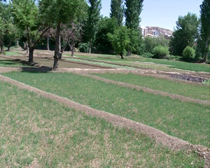 اختصاص حدود 6 هزار میلیارد ریال به بخش کشاورزی آذربایجان غربی