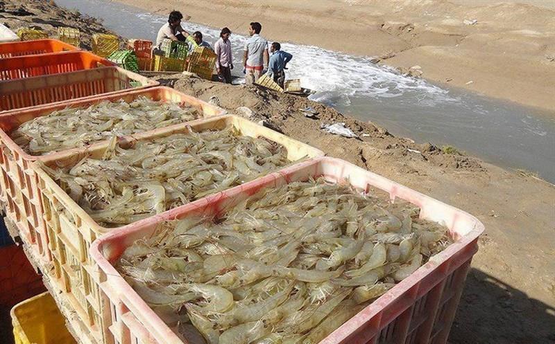 تولید 24 هزارتن ماهی و میگوی پرورشی و 35 هزار تن غذای آبزیان دربوشهر دستور کار است