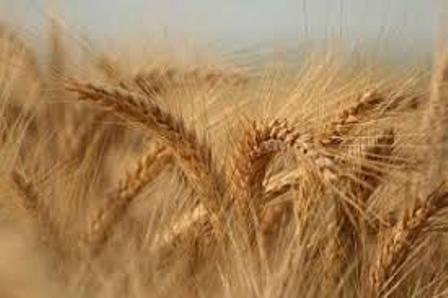 قیمت جهانی گندم به کمترین سطح در یک هفته گذشته رسید