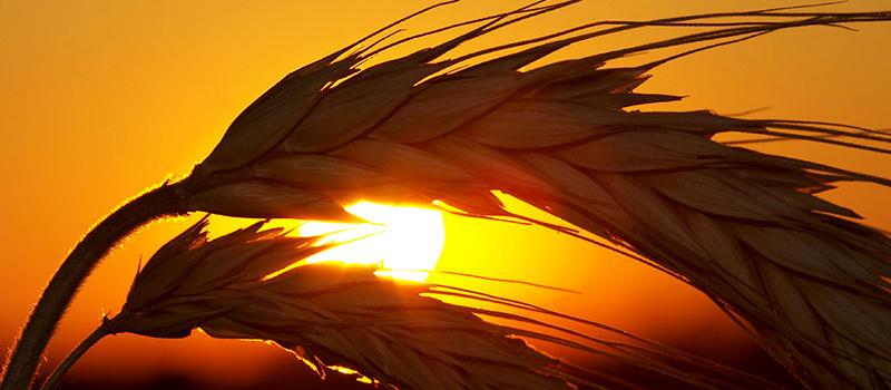 پیش بینی تولید 14 میلیون تن گندم در سال زراعی آینده/ سالانه 6 درصد سطح زیر کشت گندم کاهش می یابد