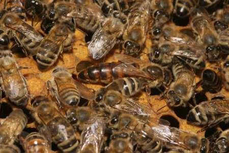 کمبود تغذیه زمستانه زنبورهای عسل در بیجار