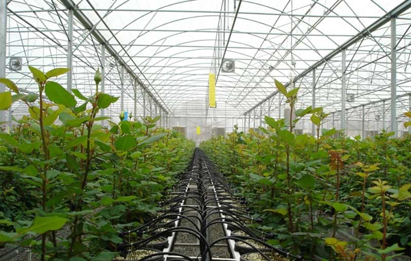 قرارداد بزرگ ترین مجتمع گلخانه ای کشور در بانک کشاورزی امضا شد