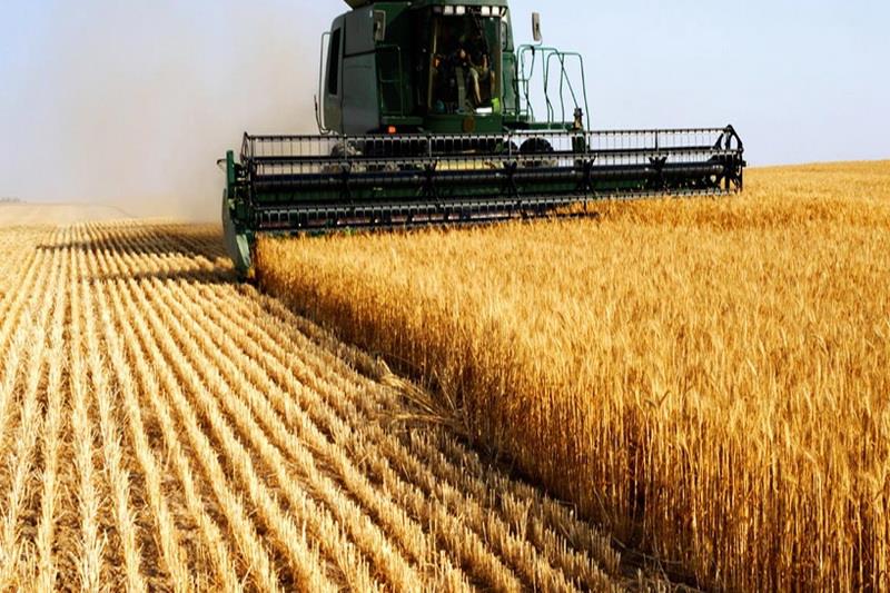 سطح ابلاغی برای کشت گندم در آذربایجان غربی کاهش یافت