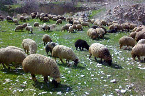 رد پای دلالان عید قربان در افزایش قیمت گوشت گوسفندی/ سازمان میادین پذیرای دام‌های عشایر در ایام پرمصرف
